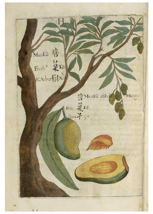 Reproducción/Reproduction 37068158781: Flora sinensis,. Viennae, Austriae,Typis M. Rictij,1656.