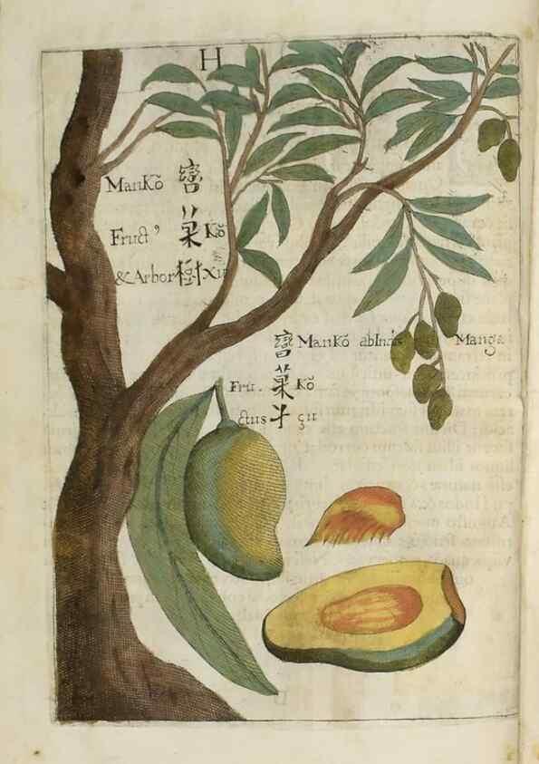 Reproducción/Reproduction 37068158781: Flora sinensis,. Viennae, Austriae,Typis M. Rictij,1656.