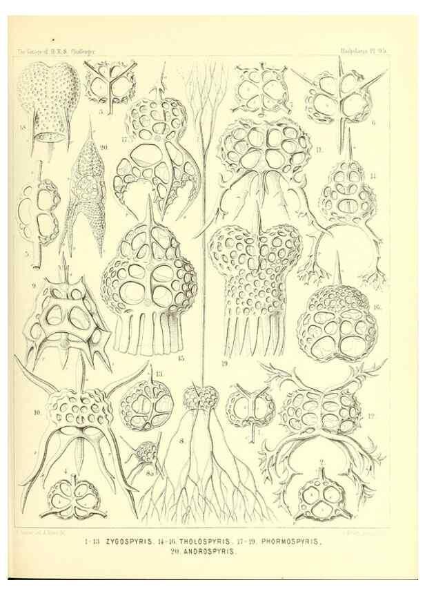 Reproducción/Reproduction 36700346900: Report on the scientific results of the voyage of H.M.S. Challenger during the years 1873-76 under the command of Captain George S. Nares .... Edinburgh :Neill,1880-1895.
