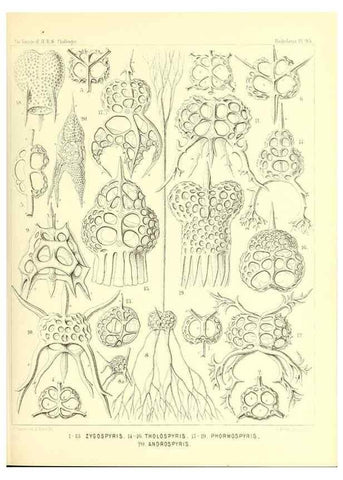 Reproducción/Reproduction 36700346900: Report on the scientific results of the voyage of H.M.S. Challenger during the years 1873-76 under the command of Captain George S. Nares .... Edinburgh :Neill,1880-1895.