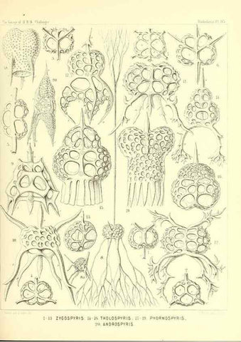 Reproducción/Reproduction 36700346900: Report on the scientific results of the voyage of H.M.S. Challenger during the years 1873-76 under the command of Captain George S. Nares .... Edinburgh :Neill,1880-1895.