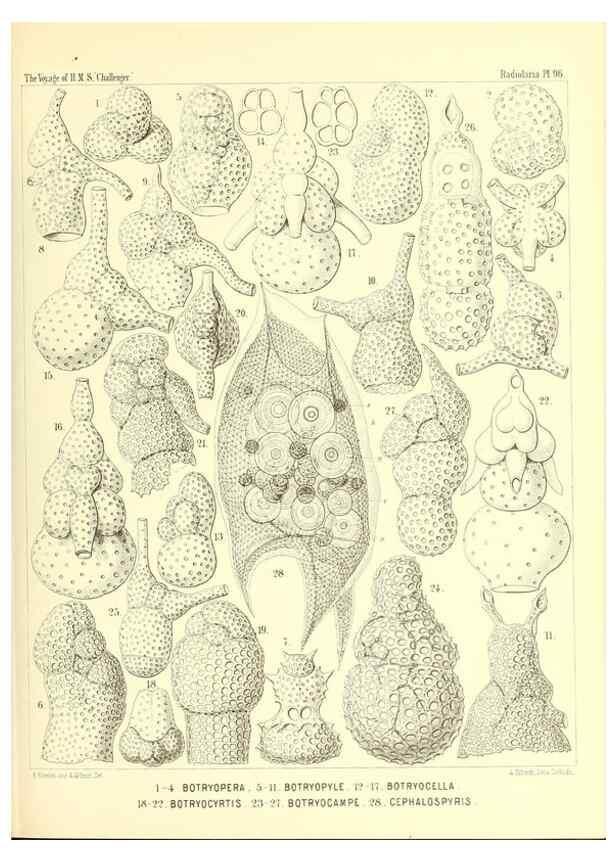 Reproducción/Reproduction 36700348040: Report on the scientific results of the voyage of H.M.S. Challenger during the years 1873-76 under the command of Captain George S. Nares .... Edinburgh :Neill,1880-1895.