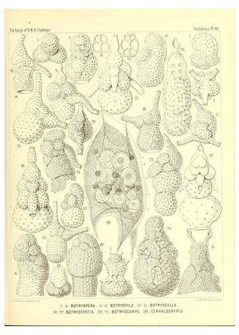 Reproducción/Reproduction 36700348040: Report on the scientific results of the voyage of H.M.S. Challenger during the years 1873-76 under the command of Captain George S. Nares .... Edinburgh :Neill,1880-1895.