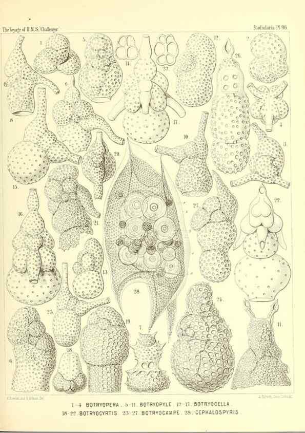 Reproducción/Reproduction 36700348040: Report on the scientific results of the voyage of H.M.S. Challenger during the years 1873-76 under the command of Captain George S. Nares .... Edinburgh :Neill,1880-1895.