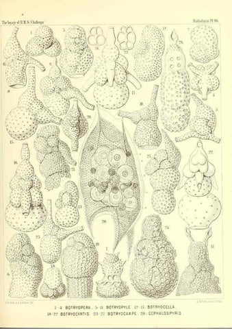 Reproducción/Reproduction 36700348040: Report on the scientific results of the voyage of H.M.S. Challenger during the years 1873-76 under the command of Captain George S. Nares .... Edinburgh :Neill,1880-1895.