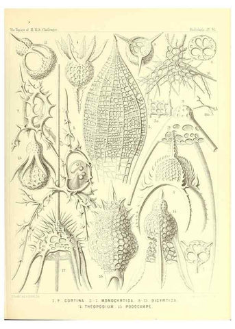 Reproducción/Reproduction 36926303642: Report on the scientific results of the voyage of H.M.S. Challenger during the years 1873-76 under the command of Captain George S. Nares .... Edinburgh :Neill,1880-1895.