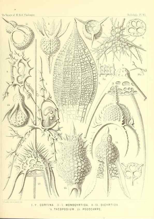 Reproducción/Reproduction 36926303642: Report on the scientific results of the voyage of H.M.S. Challenger during the years 1873-76 under the command of Captain George S. Nares .... Edinburgh :Neill,1880-1895.