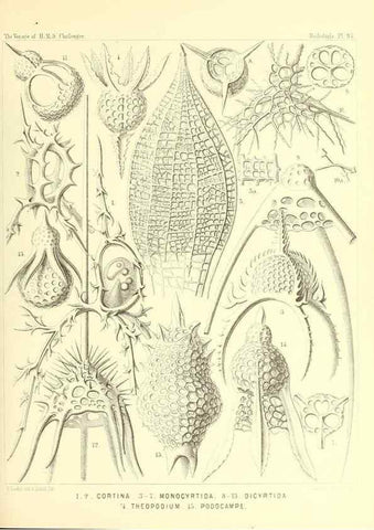 Reproducción/Reproduction 36926303642: Report on the scientific results of the voyage of H.M.S. Challenger during the years 1873-76 under the command of Captain George S. Nares .... Edinburgh :Neill,1880-1895.