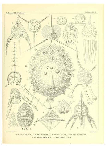 Reproducción/Reproduction 36926304692: Report on the scientific results of the voyage of H.M.S. Challenger during the years 1873-76 under the command of Captain George S. Nares .... Edinburgh :Neill,1880-1895.