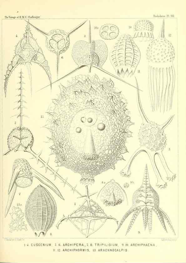 Reproducción/Reproduction 36926304692: Report on the scientific results of the voyage of H.M.S. Challenger during the years 1873-76 under the command of Captain George S. Nares .... Edinburgh :Neill,1880-1895.