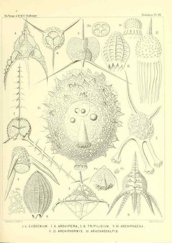Reproducción/Reproduction 36926304692: Report on the scientific results of the voyage of H.M.S. Challenger during the years 1873-76 under the command of Captain George S. Nares .... Edinburgh :Neill,1880-1895.