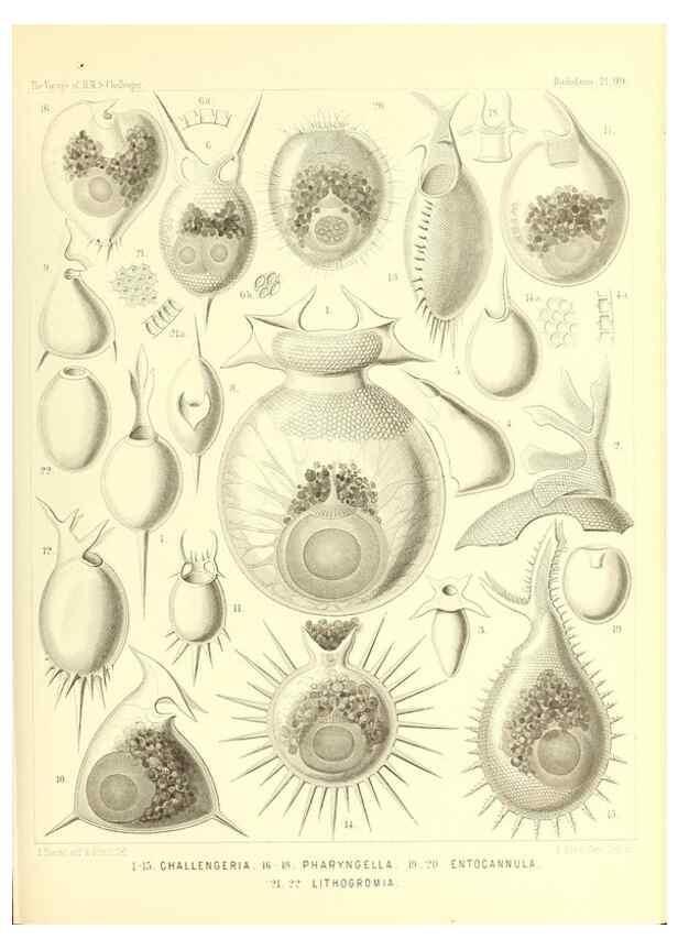 Reproducción/Reproduction 36926305552: Report on the scientific results of the voyage of H.M.S. Challenger during the years 1873-76 under the command of Captain George S. Nares .... Edinburgh :Neill,1880-1895.