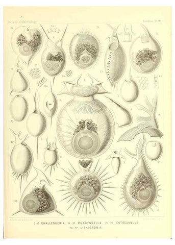Reproducción/Reproduction 36926305552: Report on the scientific results of the voyage of H.M.S. Challenger during the years 1873-76 under the command of Captain George S. Nares .... Edinburgh :Neill,1880-1895.