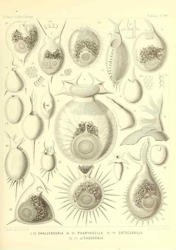 Reproducción/Reproduction 36926305552: Report on the scientific results of the voyage of H.M.S. Challenger during the years 1873-76 under the command of Captain George S. Nares .... Edinburgh :Neill,1880-1895.