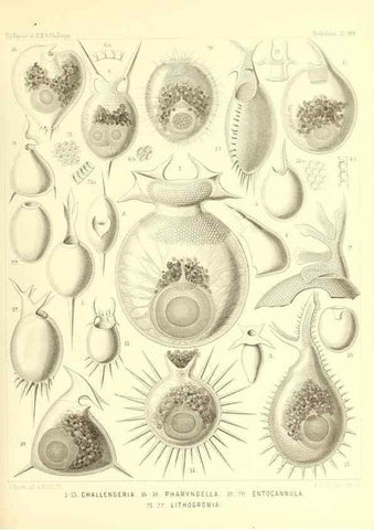 Reproducción/Reproduction 36926305552: Report on the scientific results of the voyage of H.M.S. Challenger during the years 1873-76 under the command of Captain George S. Nares .... Edinburgh :Neill,1880-1895.