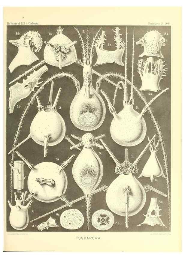 Reproducción/Reproduction 36926306712: Report on the scientific results of the voyage of H.M.S. Challenger during the years 1873-76 under the command of Captain George S. Nares .... Edinburgh :Neill,1880-1895.
