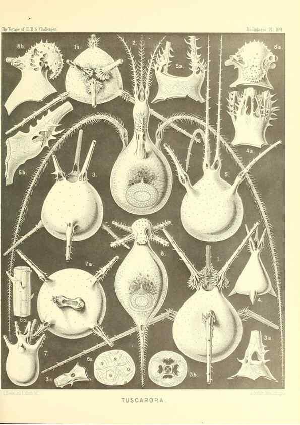 Reproducción/Reproduction 36926306712: Report on the scientific results of the voyage of H.M.S. Challenger during the years 1873-76 under the command of Captain George S. Nares .... Edinburgh :Neill,1880-1895.