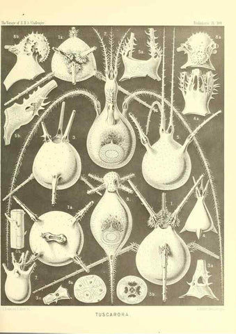 Reproducción/Reproduction 36926306712: Report on the scientific results of the voyage of H.M.S. Challenger during the years 1873-76 under the command of Captain George S. Nares .... Edinburgh :Neill,1880-1895.
