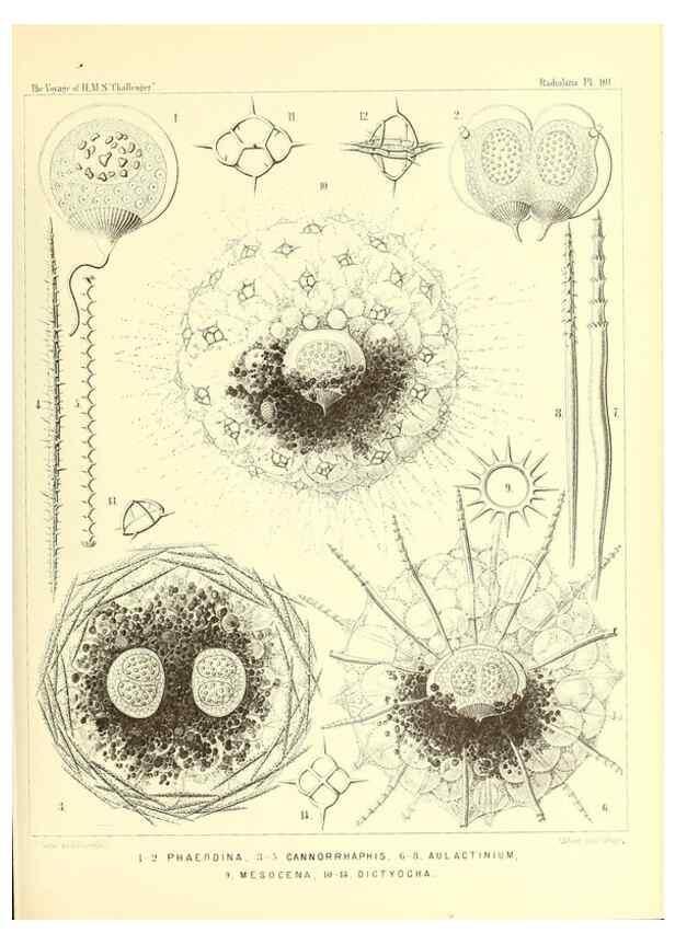 Reproducción/Reproduction 36926307632: Report on the scientific results of the voyage of H.M.S. Challenger during the years 1873-76 under the command of Captain George S. Nares .... Edinburgh :Neill,1880-1895.