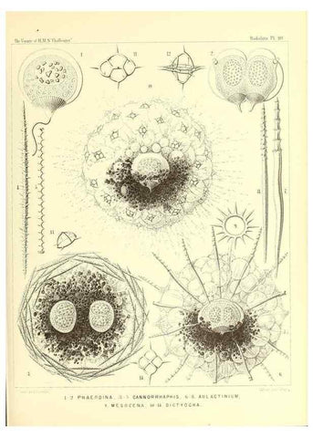 Reproducción/Reproduction 36926307632: Report on the scientific results of the voyage of H.M.S. Challenger during the years 1873-76 under the command of Captain George S. Nares .... Edinburgh :Neill,1880-1895.