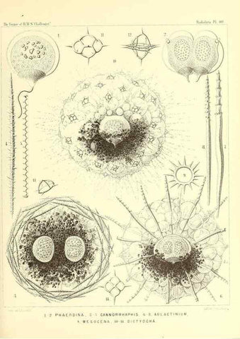 Reproducción/Reproduction 36926307632: Report on the scientific results of the voyage of H.M.S. Challenger during the years 1873-76 under the command of Captain George S. Nares .... Edinburgh :Neill,1880-1895.