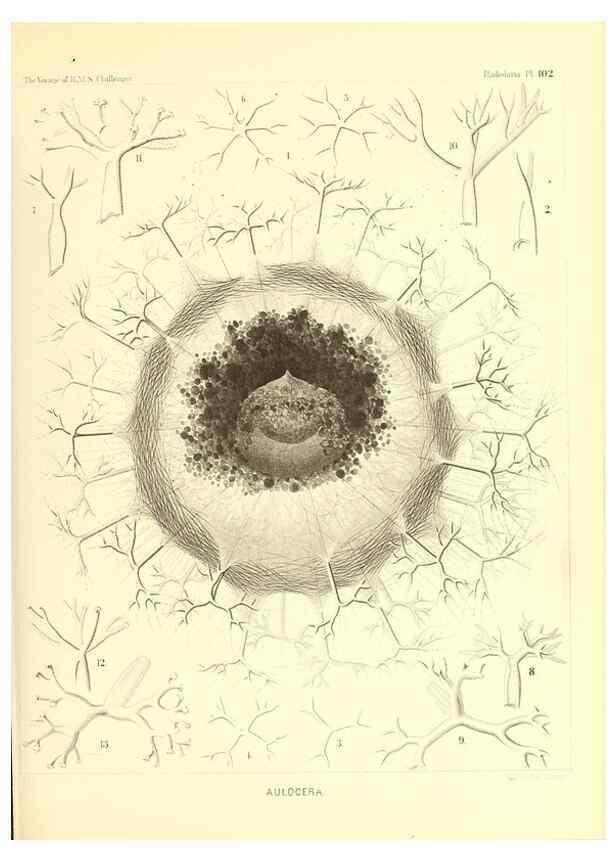 Reproducción/Reproduction 36926308722: Report on the scientific results of the voyage of H.M.S. Challenger during the years 1873-76 under the command of Captain George S. Nares .... Edinburgh :Neill,1880-1895.