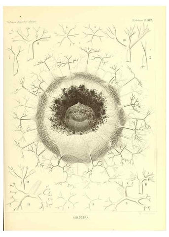 Reproducción/Reproduction 36926308722: Report on the scientific results of the voyage of H.M.S. Challenger during the years 1873-76 under the command of Captain George S. Nares .... Edinburgh :Neill,1880-1895.