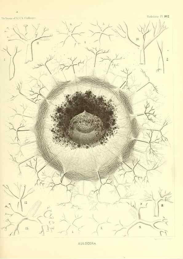 Reproducción/Reproduction 36926308722: Report on the scientific results of the voyage of H.M.S. Challenger during the years 1873-76 under the command of Captain George S. Nares .... Edinburgh :Neill,1880-1895.