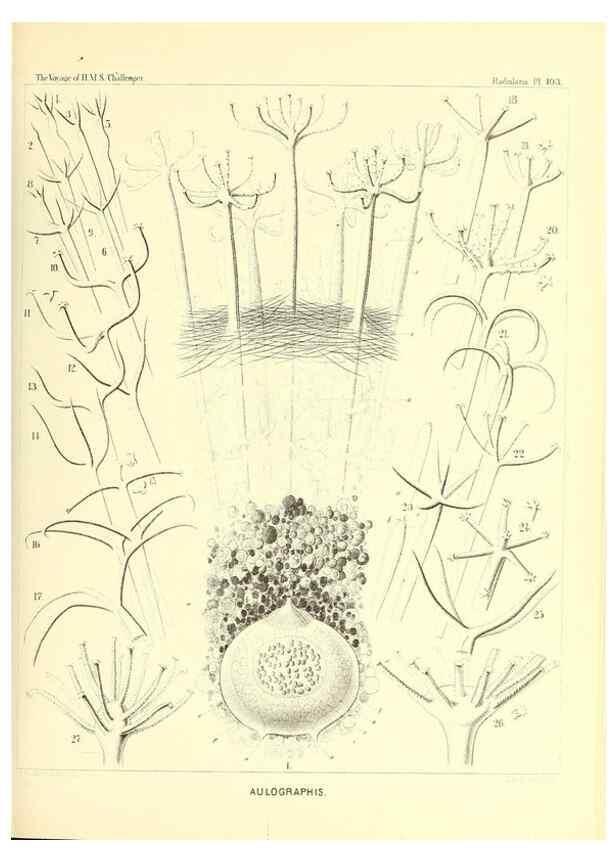 Reproducción/Reproduction 36926309612: Report on the scientific results of the voyage of H.M.S. Challenger during the years 1873-76 under the command of Captain George S. Nares .... Edinburgh :Neill,1880-1895.