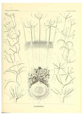 Reproducción/Reproduction 36926309612: Report on the scientific results of the voyage of H.M.S. Challenger during the years 1873-76 under the command of Captain George S. Nares .... Edinburgh :Neill,1880-1895.