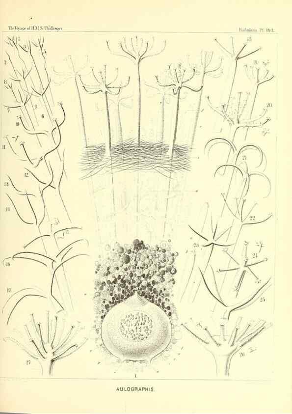 Reproducción/Reproduction 36926309612: Report on the scientific results of the voyage of H.M.S. Challenger during the years 1873-76 under the command of Captain George S. Nares .... Edinburgh :Neill,1880-1895.