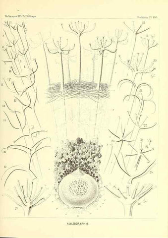 Reproducción/Reproduction 36926309612: Report on the scientific results of the voyage of H.M.S. Challenger during the years 1873-76 under the command of Captain George S. Nares .... Edinburgh :Neill,1880-1895.