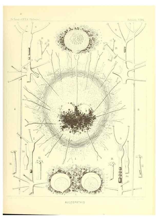 Reproducción/Reproduction 36926310582: Report on the scientific results of the voyage of H.M.S. Challenger during the years 1873-76 under the command of Captain George S. Nares .... Edinburgh :Neill,1880-1895.