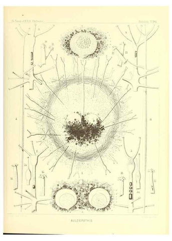 Reproducción/Reproduction 36926310582: Report on the scientific results of the voyage of H.M.S. Challenger during the years 1873-76 under the command of Captain George S. Nares .... Edinburgh :Neill,1880-1895.
