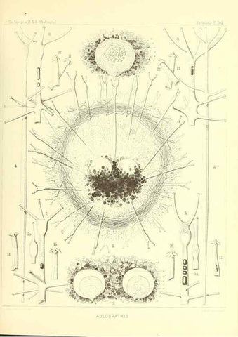 Reproducción/Reproduction 36926310582: Report on the scientific results of the voyage of H.M.S. Challenger during the years 1873-76 under the command of Captain George S. Nares .... Edinburgh :Neill,1880-1895.
