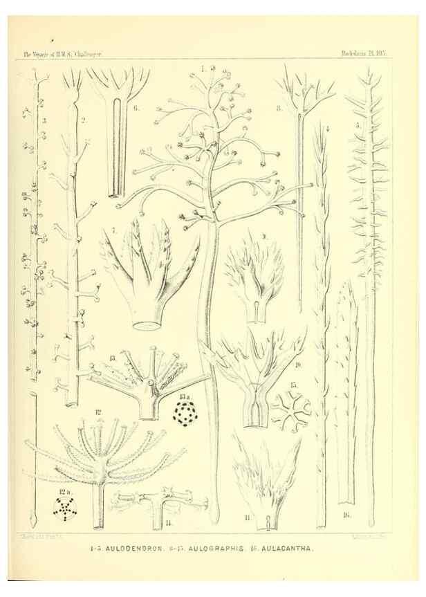 Reproducción/Reproduction 36926312002: Report on the scientific results of the voyage of H.M.S. Challenger during the years 1873-76 under the command of Captain George S. Nares .... Edinburgh :Neill,1880-1895.