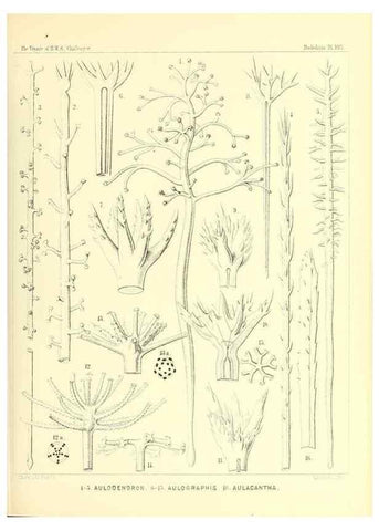 Reproducción/Reproduction 36926312002: Report on the scientific results of the voyage of H.M.S. Challenger during the years 1873-76 under the command of Captain George S. Nares .... Edinburgh :Neill,1880-1895.