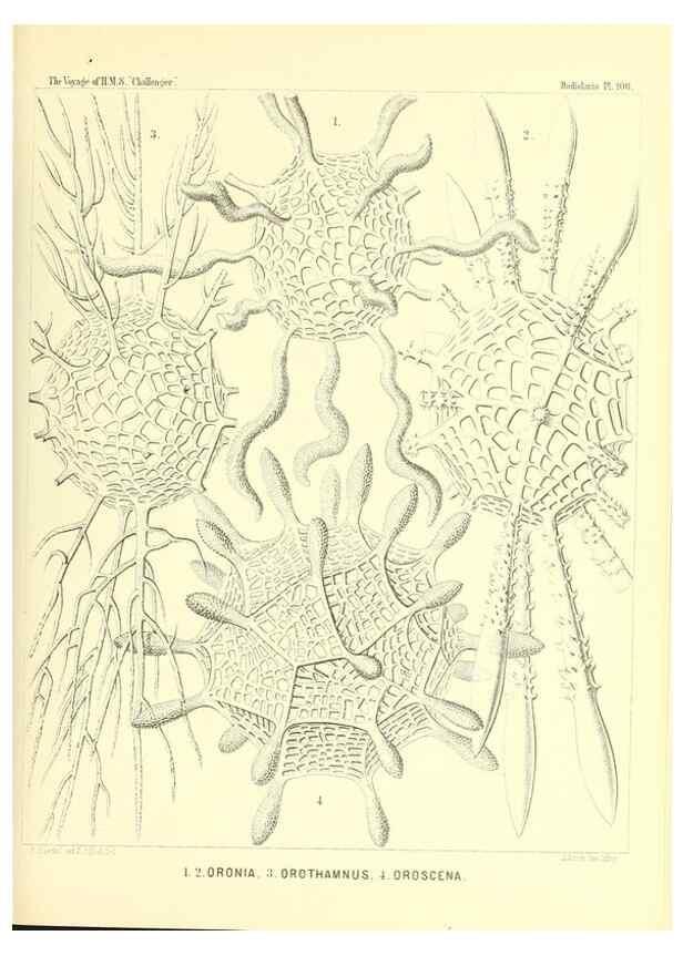 Reproducción/Reproduction 36261563354: Report on the scientific results of the voyage of H.M.S. Challenger during the years 1873-76 under the command of Captain George S. Nares .... Edinburgh :Neill,1880-1895.