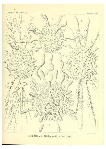 Reproducción/Reproduction 36261563354: Report on the scientific results of the voyage of H.M.S. Challenger during the years 1873-76 under the command of Captain George S. Nares .... Edinburgh :Neill,1880-1895.
