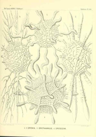 Reproducción/Reproduction 36261563354: Report on the scientific results of the voyage of H.M.S. Challenger during the years 1873-76 under the command of Captain George S. Nares .... Edinburgh :Neill,1880-1895.