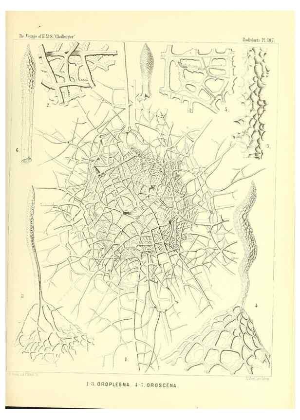 Reproducción/Reproduction 36261564204: Report on the scientific results of the voyage of H.M.S. Challenger during the years 1873-76 under the command of Captain George S. Nares .... Edinburgh :Neill,1880-1895.