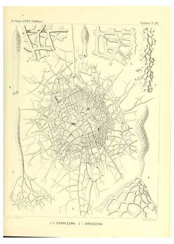 Reproducción/Reproduction 36261564204: Report on the scientific results of the voyage of H.M.S. Challenger during the years 1873-76 under the command of Captain George S. Nares .... Edinburgh :Neill,1880-1895.
