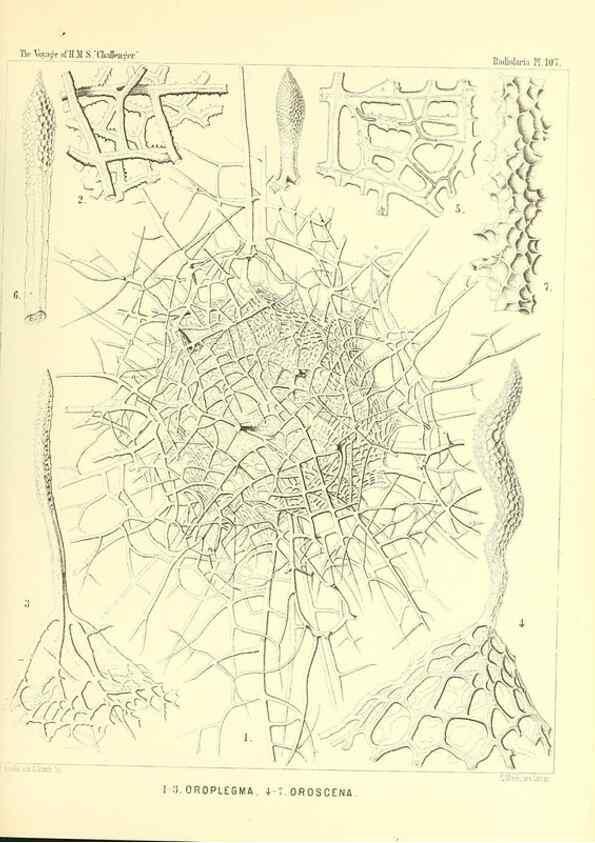 Reproducción/Reproduction 36261564204: Report on the scientific results of the voyage of H.M.S. Challenger during the years 1873-76 under the command of Captain George S. Nares .... Edinburgh :Neill,1880-1895.