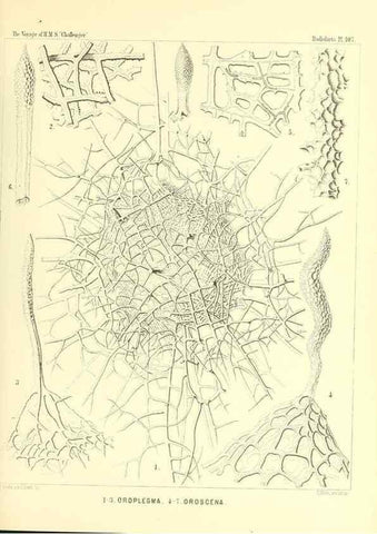 Reproducción/Reproduction 36261564204: Report on the scientific results of the voyage of H.M.S. Challenger during the years 1873-76 under the command of Captain George S. Nares .... Edinburgh :Neill,1880-1895.