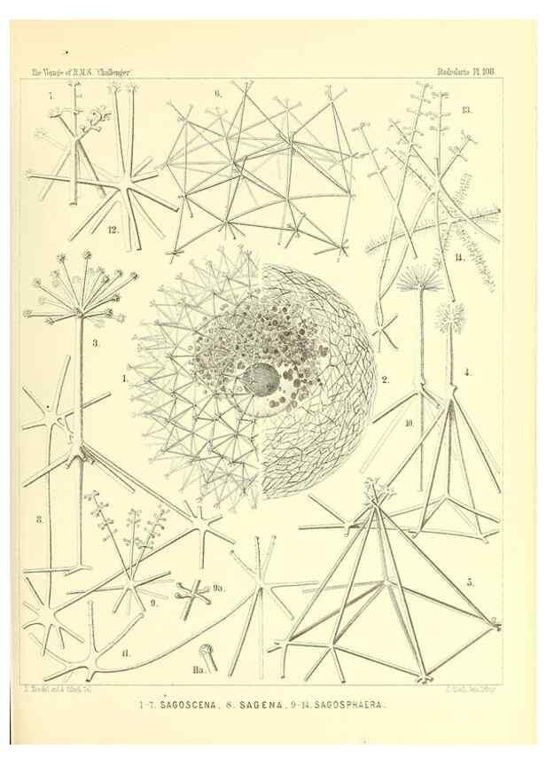 Reproducción/Reproduction 36261564914: Report on the scientific results of the voyage of H.M.S. Challenger during the years 1873-76 under the command of Captain George S. Nares .... Edinburgh :Neill,1880-1895.