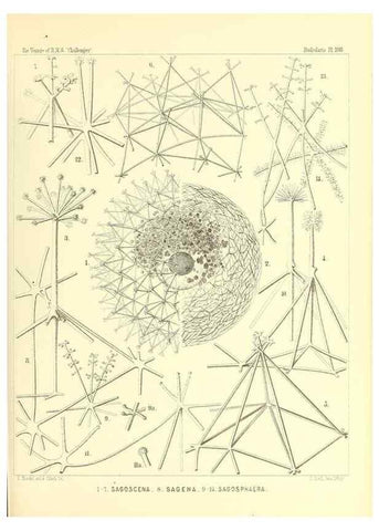 Reproducción/Reproduction 36261564914: Report on the scientific results of the voyage of H.M.S. Challenger during the years 1873-76 under the command of Captain George S. Nares .... Edinburgh :Neill,1880-1895.