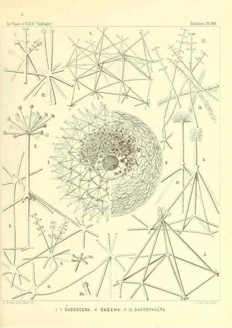 Reproducción/Reproduction 36261564914: Report on the scientific results of the voyage of H.M.S. Challenger during the years 1873-76 under the command of Captain George S. Nares .... Edinburgh :Neill,1880-1895.