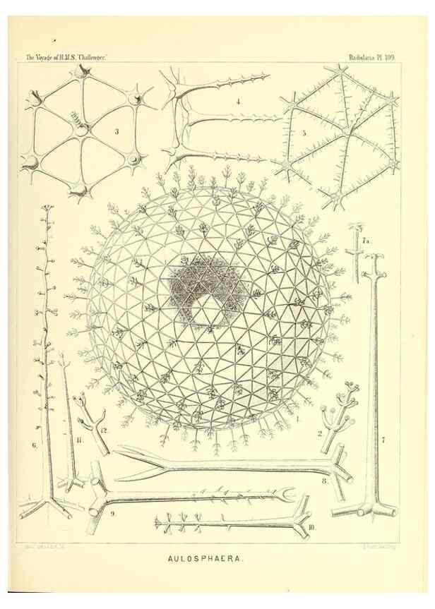 Reproducción/Reproduction 36261565694: Report on the scientific results of the voyage of H.M.S. Challenger during the years 1873-76 under the command of Captain George S. Nares .... Edinburgh :Neill,1880-1895.