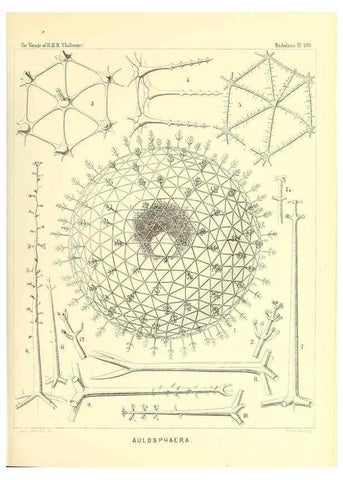 Reproducción/Reproduction 36261565694: Report on the scientific results of the voyage of H.M.S. Challenger during the years 1873-76 under the command of Captain George S. Nares .... Edinburgh :Neill,1880-1895.