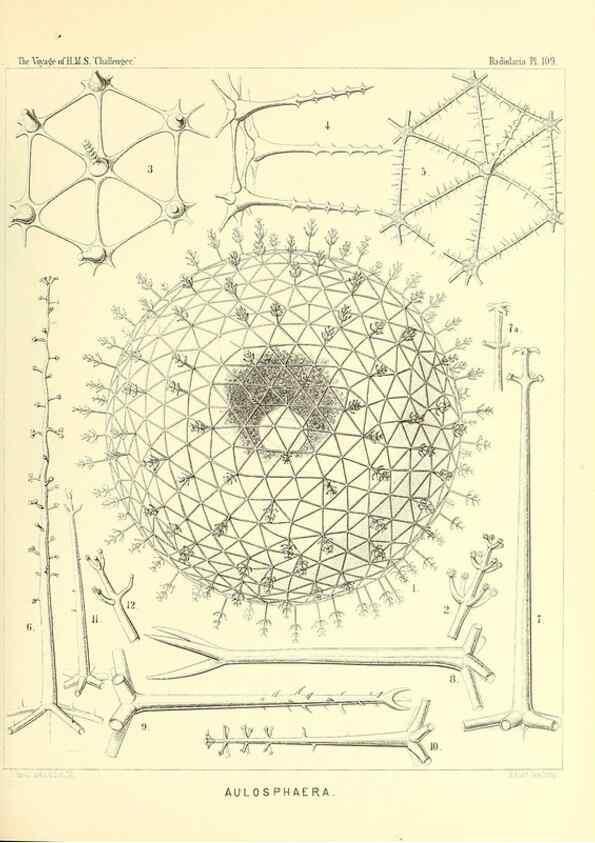 Reproducción/Reproduction 36261565694: Report on the scientific results of the voyage of H.M.S. Challenger during the years 1873-76 under the command of Captain George S. Nares .... Edinburgh :Neill,1880-1895.